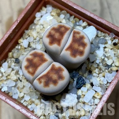 SH35051 Lithops karasmontana ‘Top Red’