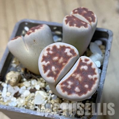 SH35052 Lithops karasmontana ‘Top Red’