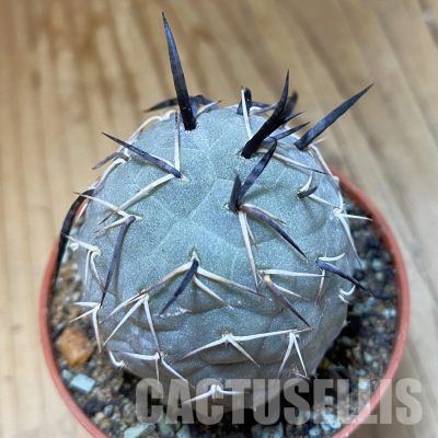 SH35147 Tephrocactus geometricus