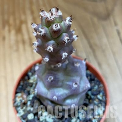 SH35148 Tephrocactus articulatus