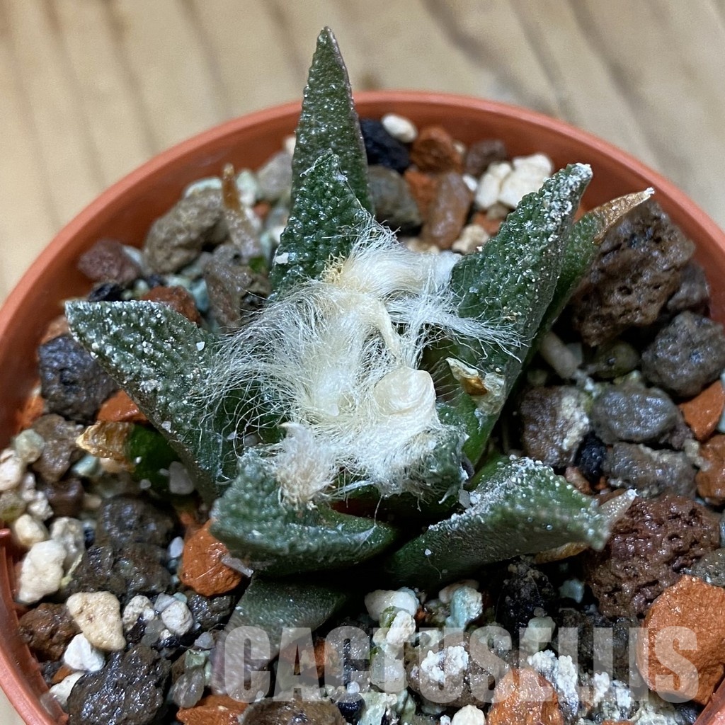 SH35150 Ariocarpus bravoanus, 6 years old