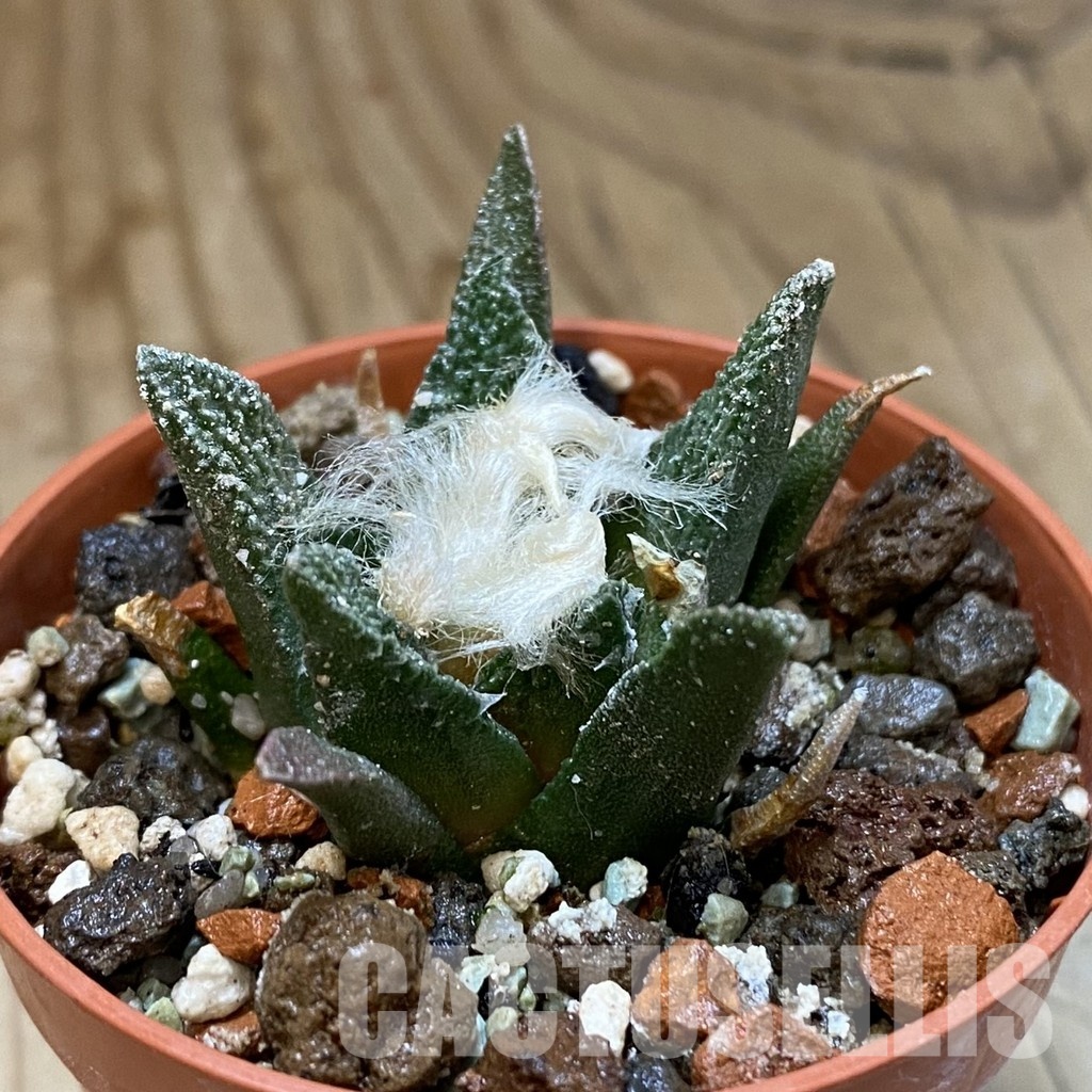 SH35150 Ariocarpus bravoanus, 6 years old - Image 2