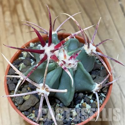 SH35151 Echinocactus parryi