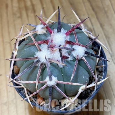 SH35152 Echinocactus horizonthalonius -Salinas-