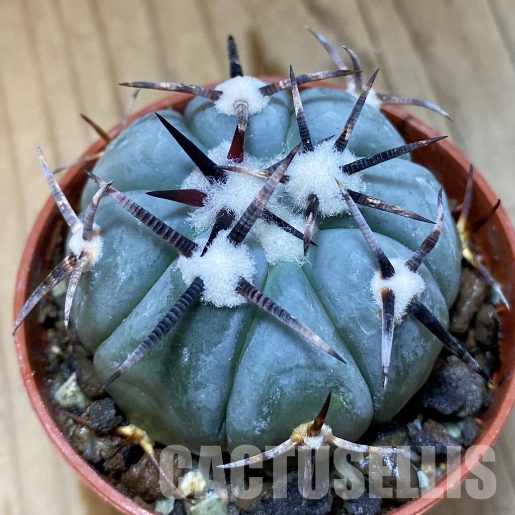 SH35153 Echinocactus horizonthalonius KMR 22
