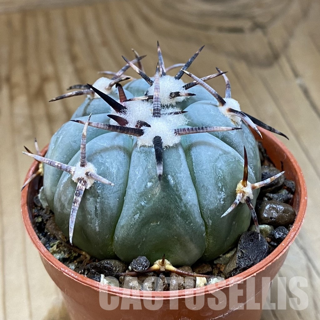 SH35153 Echinocactus horizonthalonius KMR 22 - Image 2