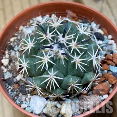 SH35154 Coryphantha tripugionacantha