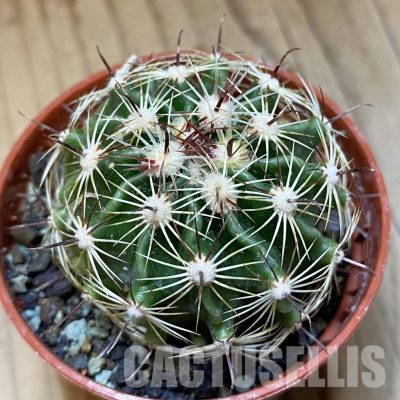 SH35155 Hamatocactus setispinus f. flavibaccatus