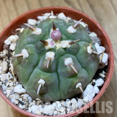 SH35156 Gymnocalycium vatteri v. unguispinum, selection