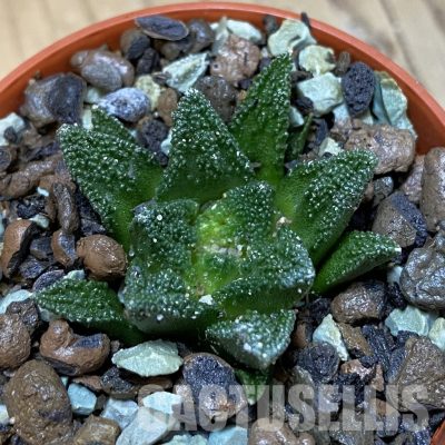 SH35157 Ariocarpus fissuratus v. hintonii