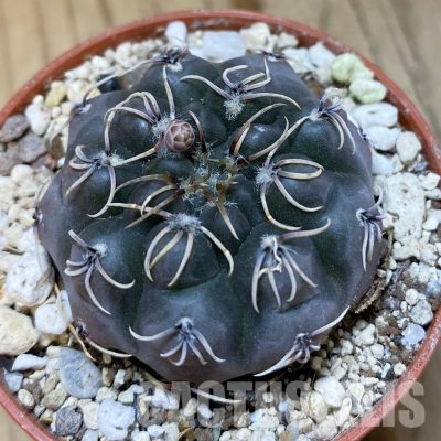 SH35158 Gymnocalycium robustum LF80
