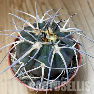 SH35159 Gymnocalycium spegazzinii VS 120