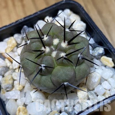 SH35160 Copiapoa cinerea PHA 2945