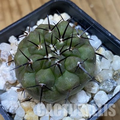 SH35161 Copiapoa cinerea f. solitaria PHA 3026, seedling