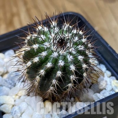 SH35162 Uebelmannia pectinifera, seedling