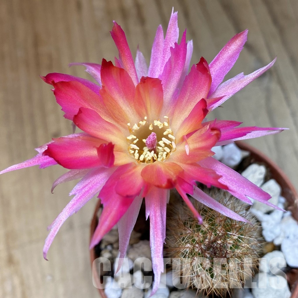 SH35194 Chamaecereus PAN 17.8.388