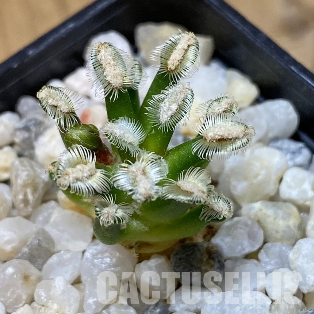 SH35163 Mammillaria bertholdii GCG 12161, own roots, seedling