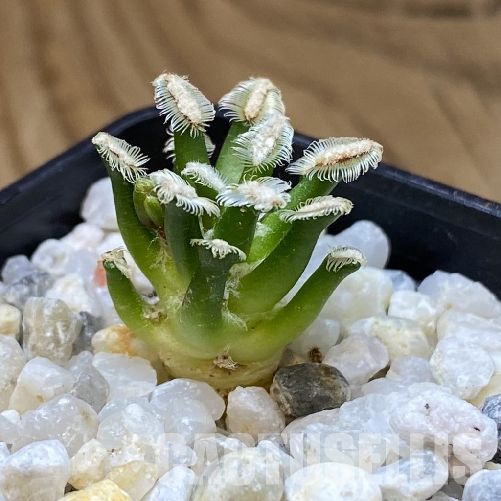 SH35163 Mammillaria bertholdii GCG 12161, own roots, seedling - Image 2