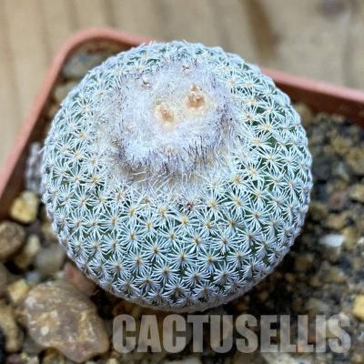 SH35165 Epithelantha micromeris Lau 737