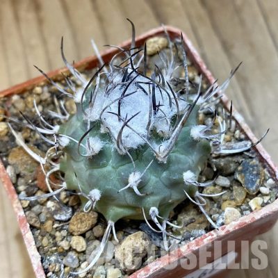 SH35167 Turbinicarpus roseiflorus v. albiflorus, 6 years old