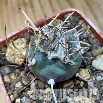 SH35169 Turbinicarpus macrochele, 6 years old