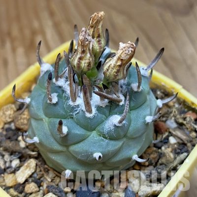 SH35170 Turbinicarpus polaskii SB 269, 8 years old