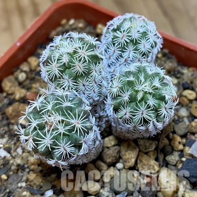 SH35171 Turbinicarpus krainzianus