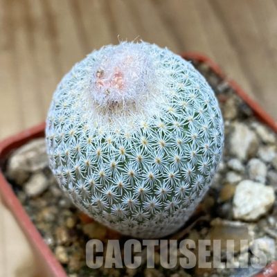 SH35172 Epithelantha micromeris SB 1327