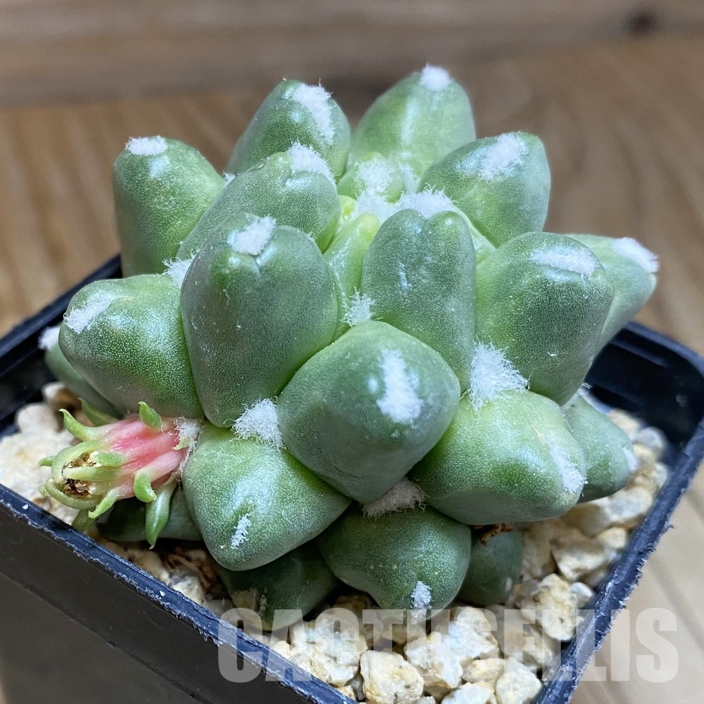 SH29763 Mammillaria polythele f. monstrosa