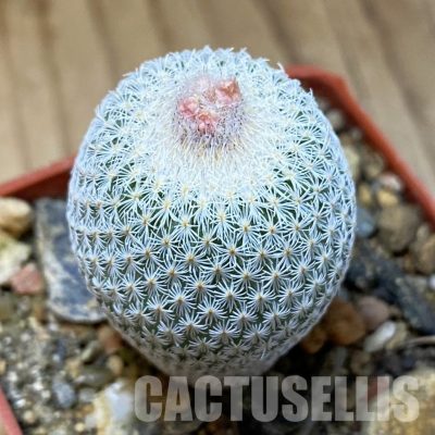 SH35173 Epithelantha micromeris SB 1327