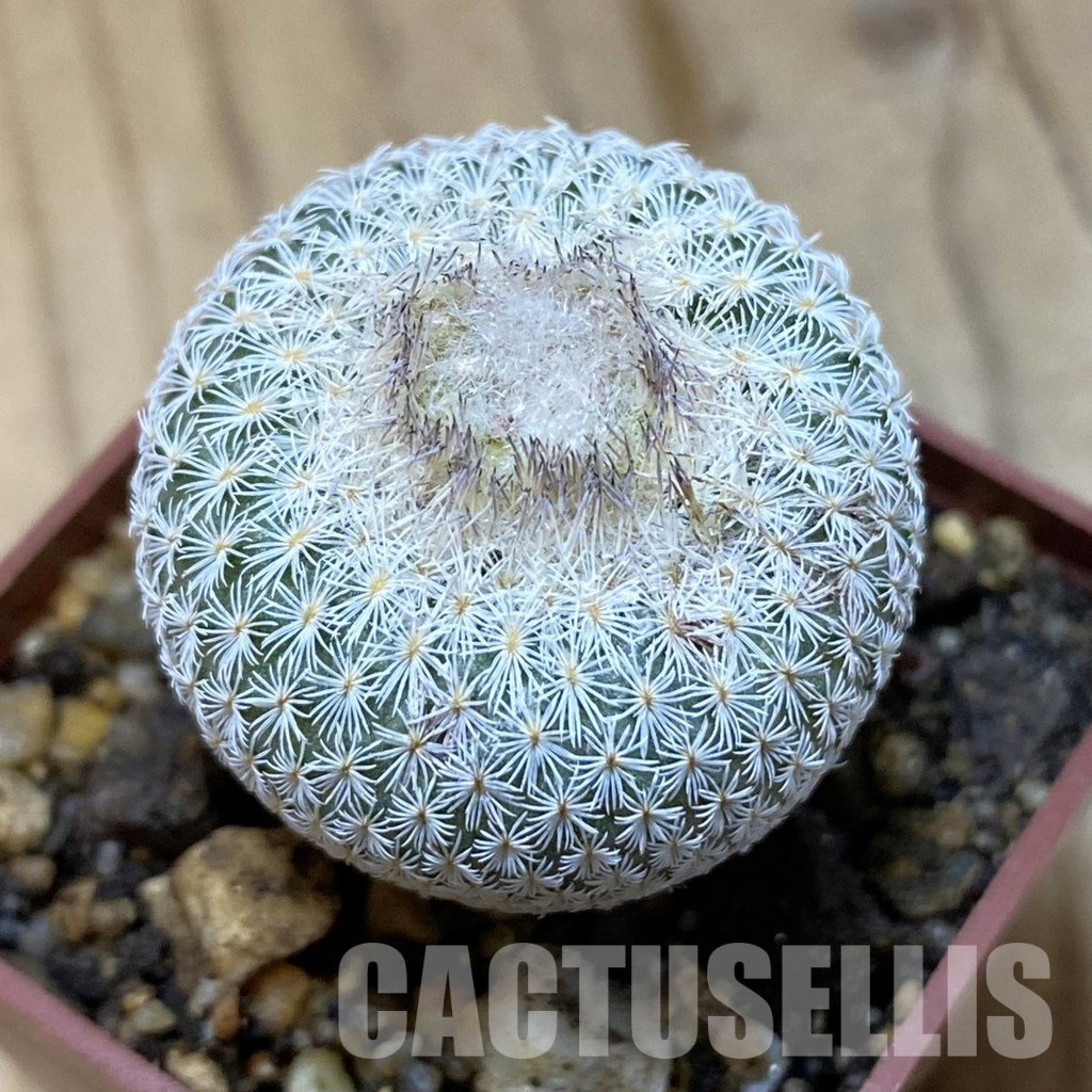 SH35174 Epithelantha neomexicana