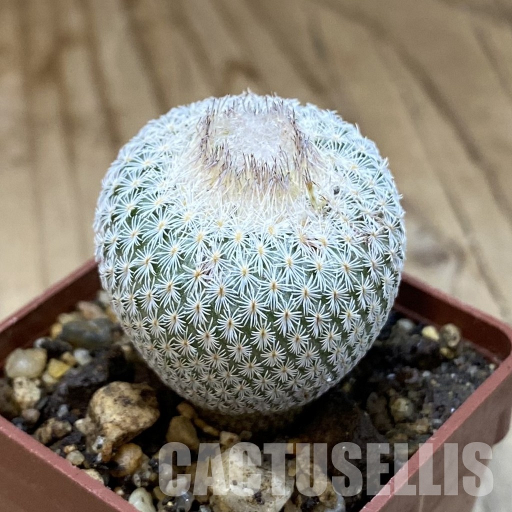 SH35174 Epithelantha neomexicana - Image 2