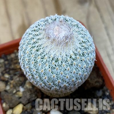 SH35175 Epithelantha neomexicana
