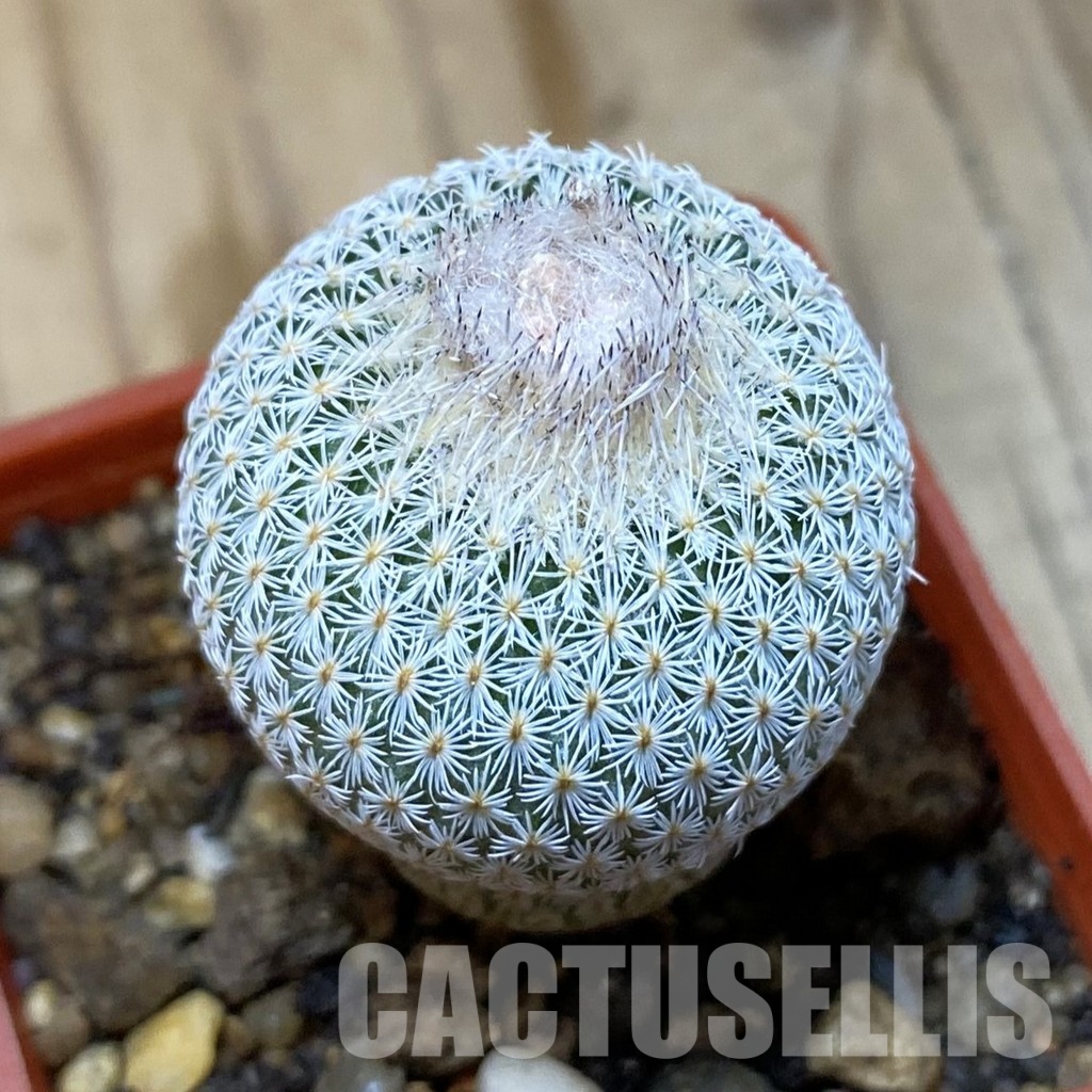 SH35175 Epithelantha neomexicana