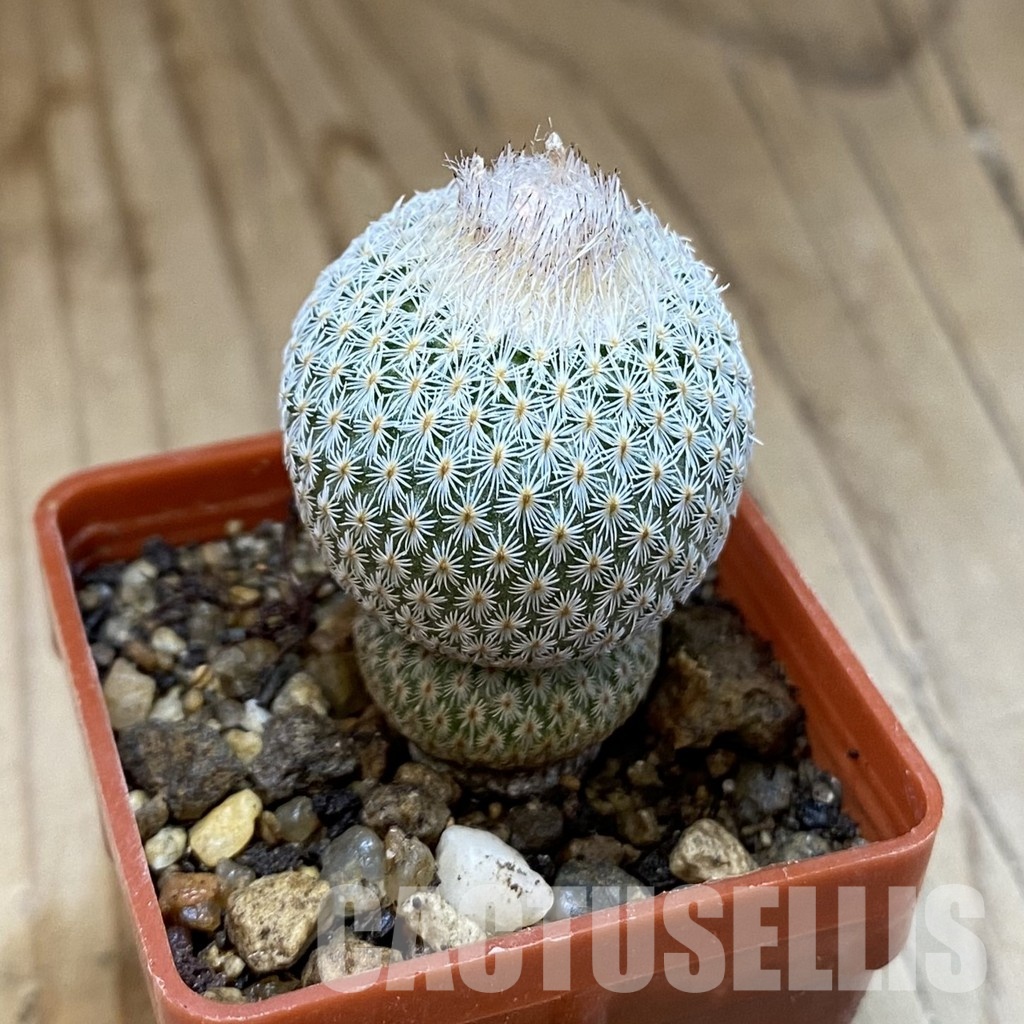 SH35175 Epithelantha neomexicana - Image 2