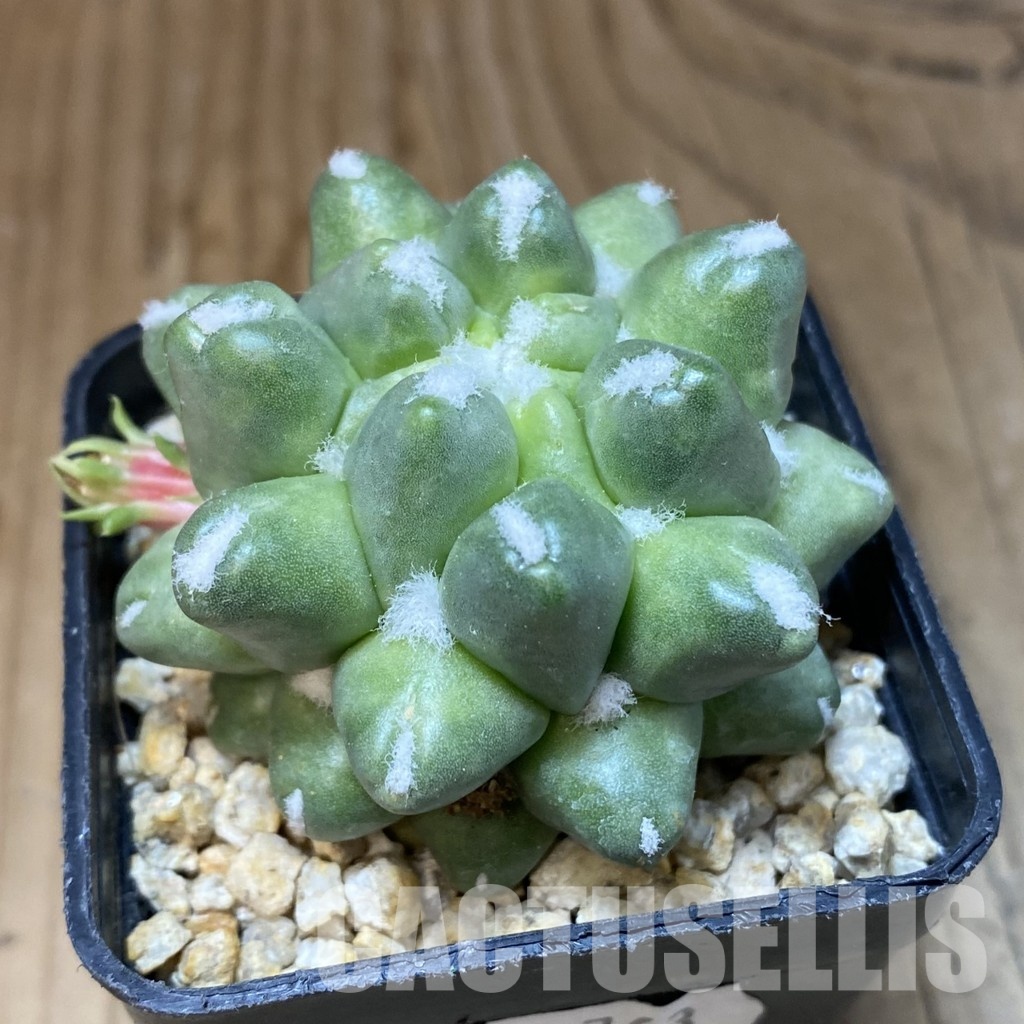SH29763 Mammillaria polythele f. monstrosa - Image 2