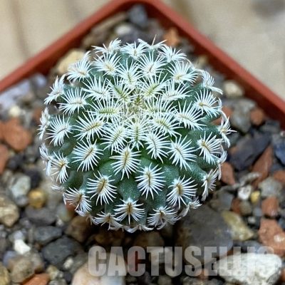 SH35177 Turbinicarpus mombergeri