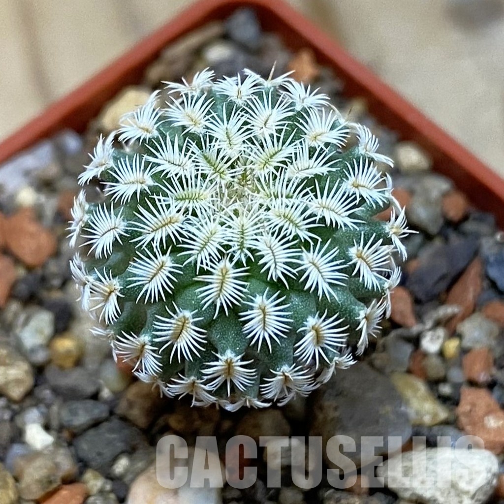 SH35177 Turbinicarpus mombergeri