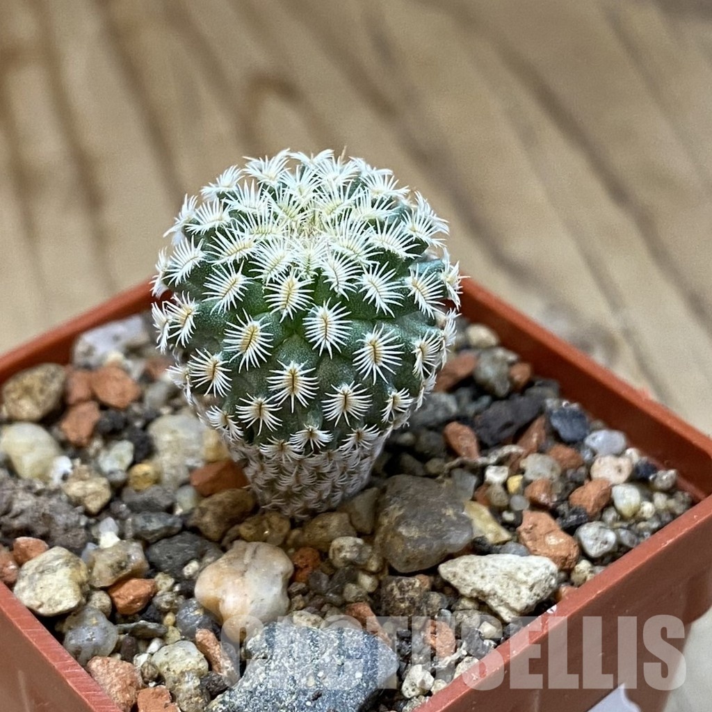 SH35177 Turbinicarpus mombergeri - Image 2