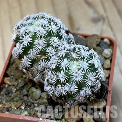 SH35178 Mammillaria hernandezii