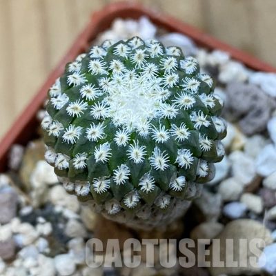 SH35179 Pelecyphora strobiliformis, 6 years old