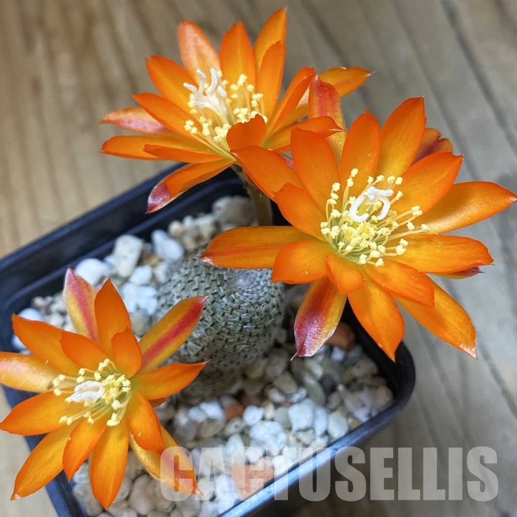 SH35116 Rebutia heliosa