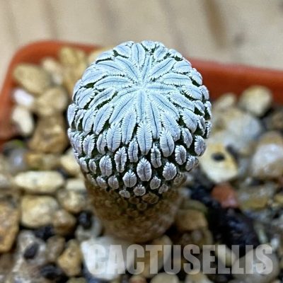 SH35180 Pelecyphora aselliformis LH 1042