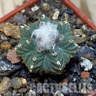 SH35181 Aztekium ritteri VM 619, seedling