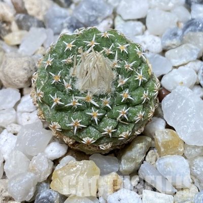 SH35182 Strombocactus disciformis f. minimus VM 204
