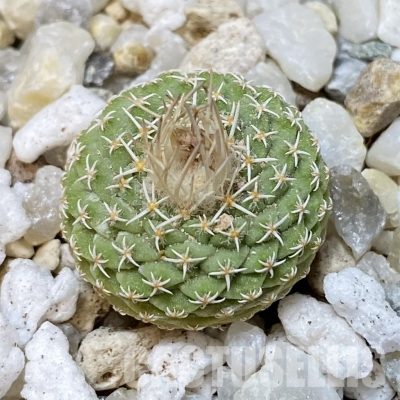 SH35183 Strombocactus disciformis f. minimus VM 204