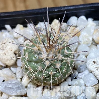 SH35184 Strombocactus corregidorae KPP 1700