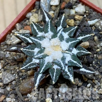 SH35187 Ariocarpus kotschoubeyanus v. macdowellii