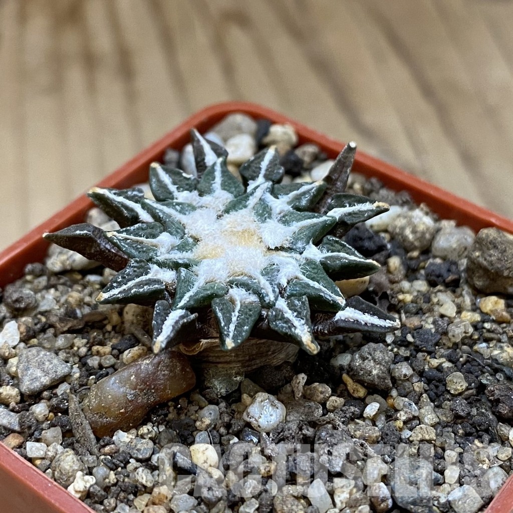SH35187 Ariocarpus kotschoubeyanus v. macdowellii - Image 2