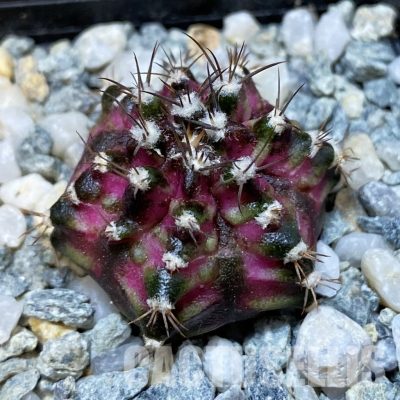SH35189 Gymnocalycium mihanovichii 'T-Lux'